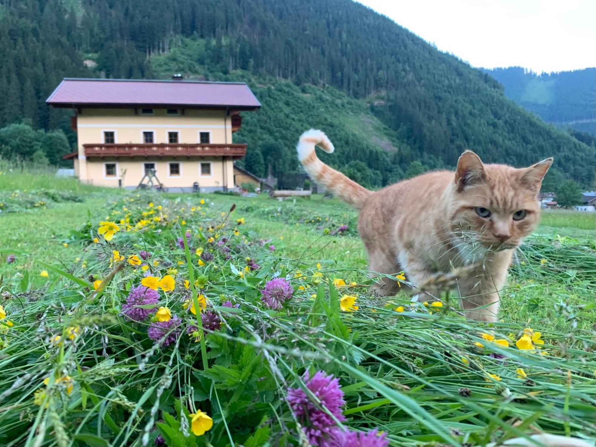 Alpen Appartements Oberlehengut ヴェルフェンヴェンク エクステリア 写真
